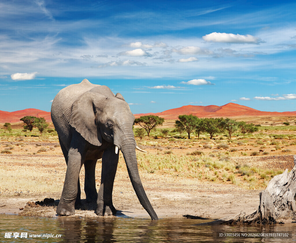 大象于旷野水边饮水