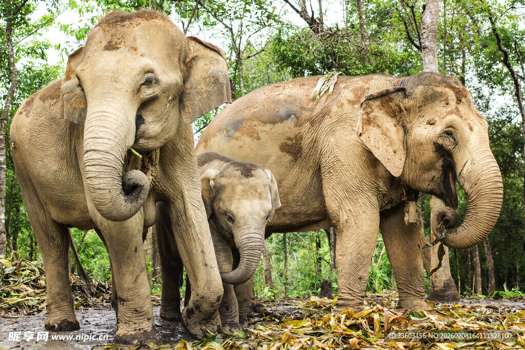 森林中的大象家族
