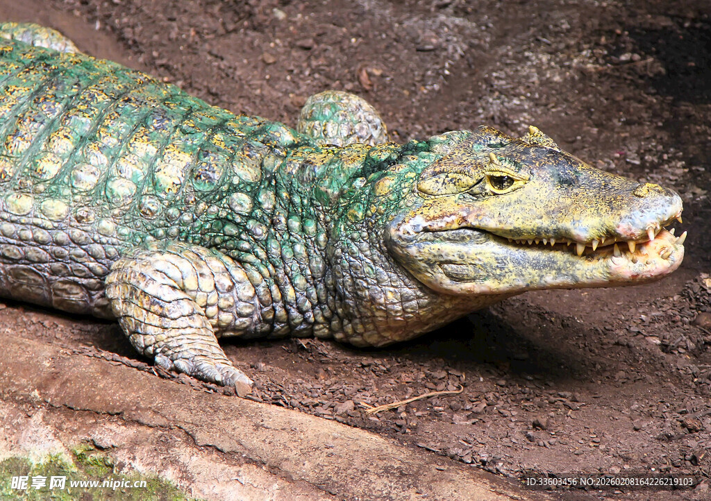 张着嘴的绿色鳄鱼