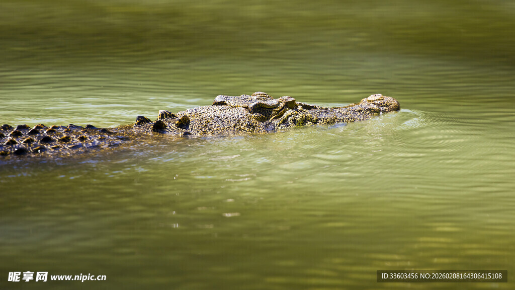 水中鳄鱼特写