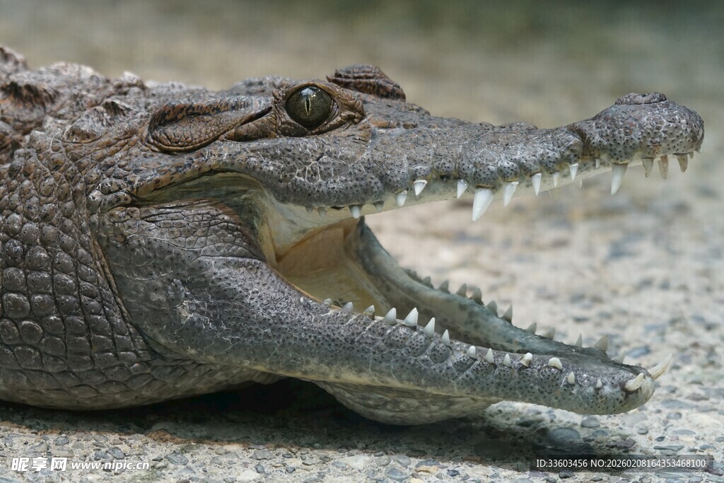 张嘴的鳄鱼