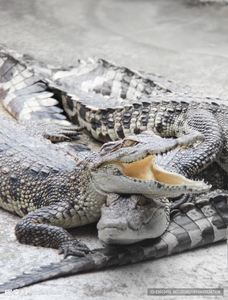 一群鳄鱼聚集在一起