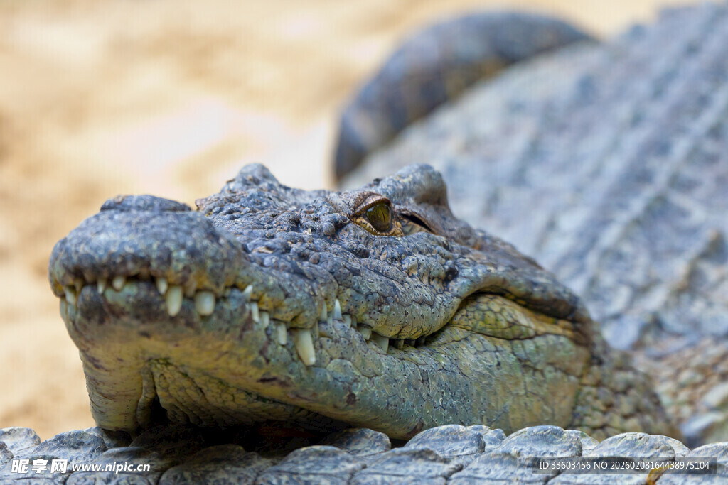 鳄鱼特写