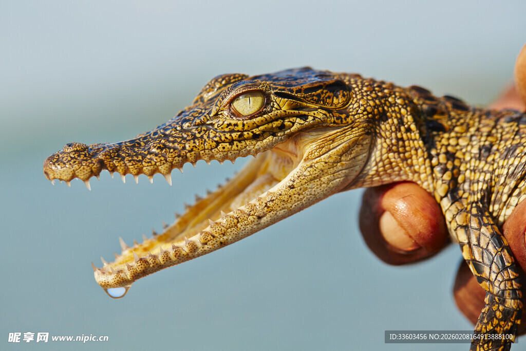 手托小鳄鱼张嘴特写