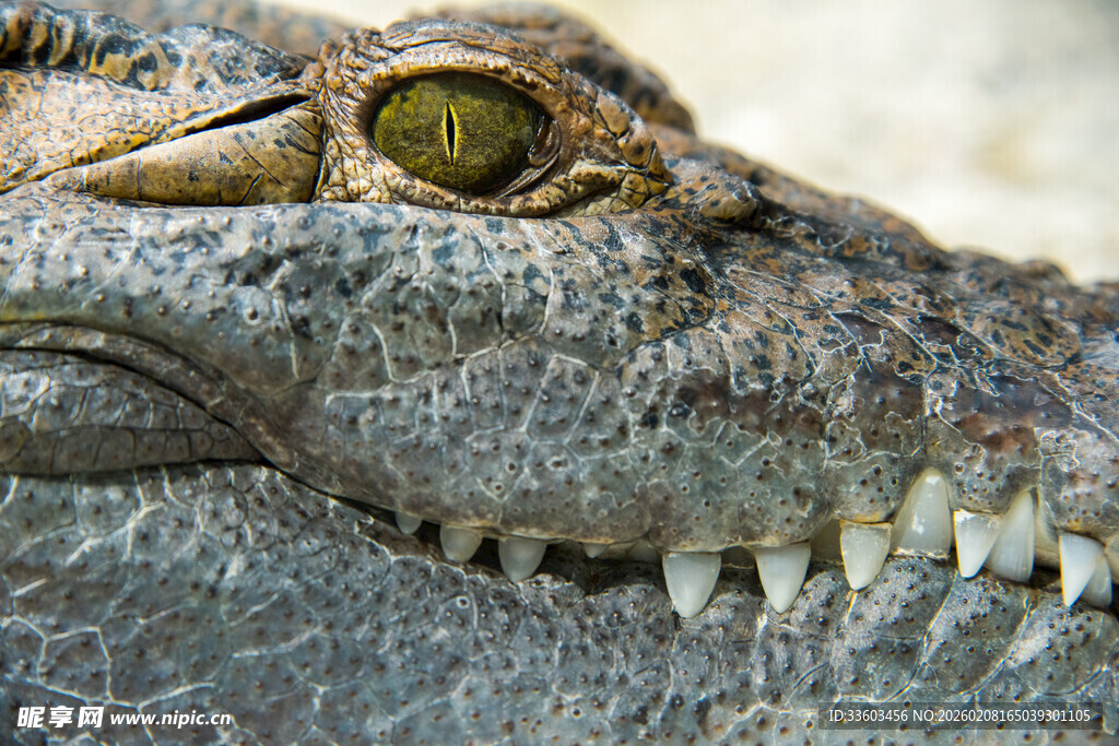 鳄鱼眼部特写
