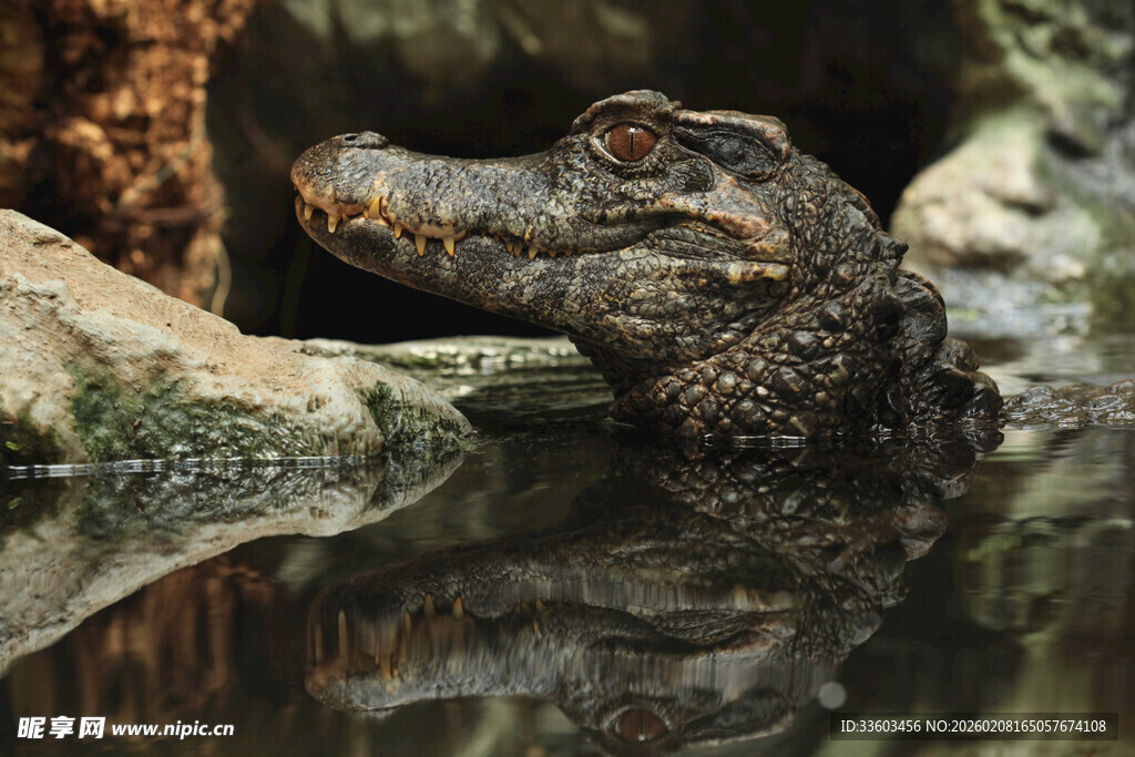 水中休憩的鳄鱼