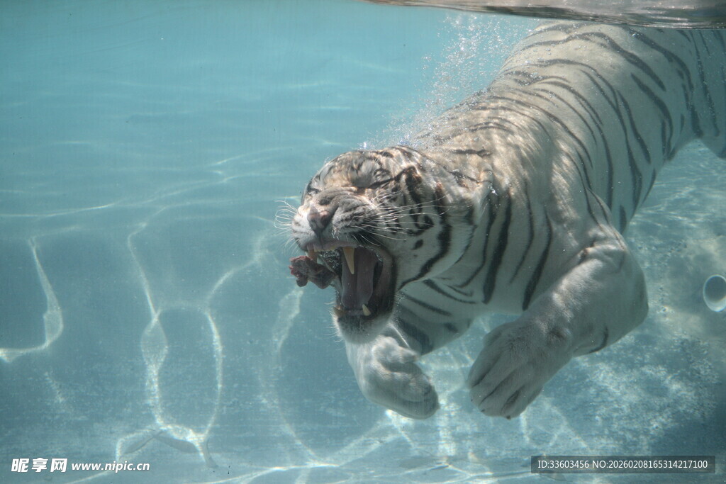 水中白虎游泳瞬间