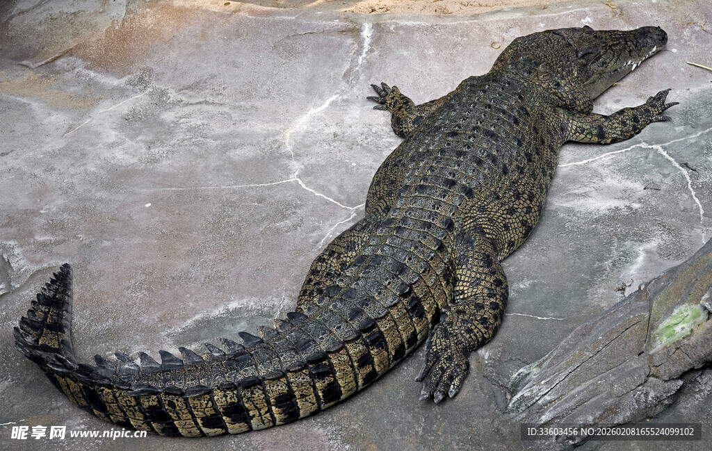 趴着的鳄鱼
