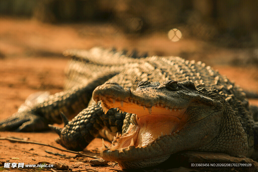 张嘴的鳄鱼