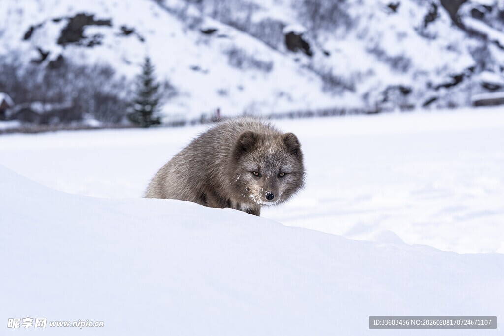 雪地中的野生狐狸