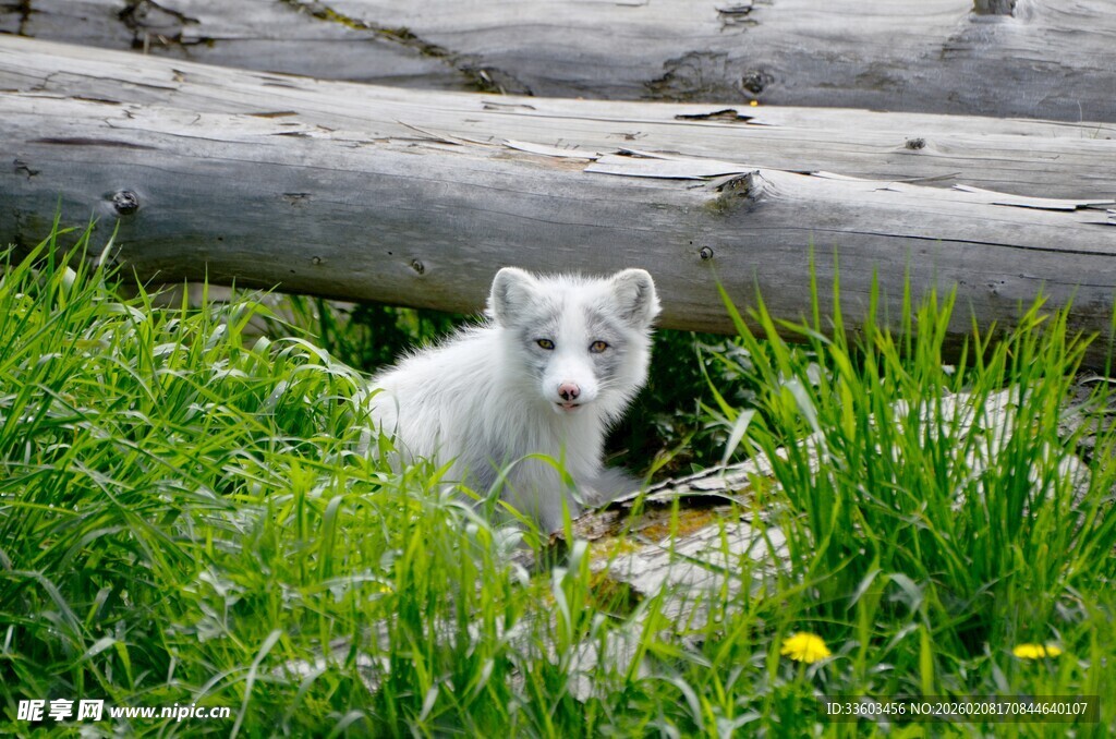 草地上的小白狗