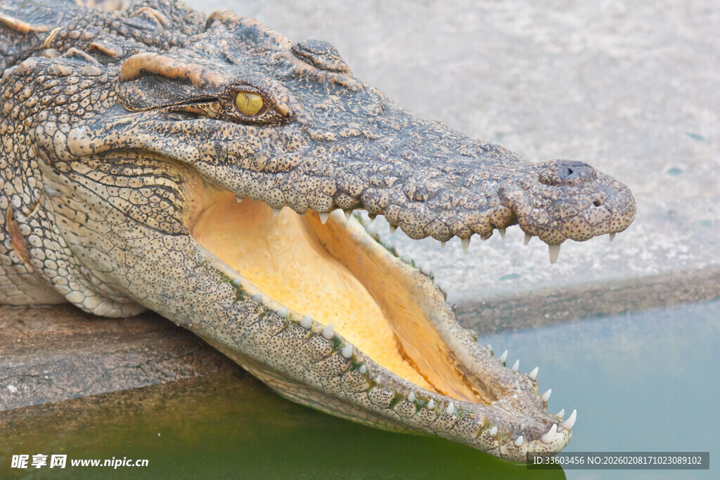 张嘴的鳄鱼