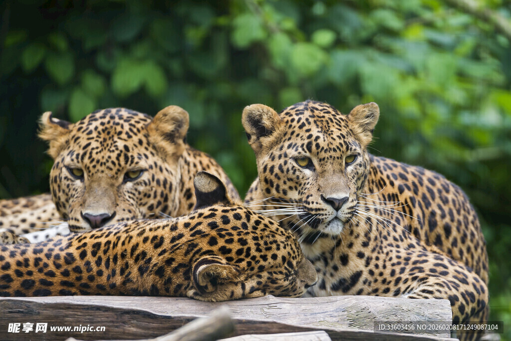 三只猎豹休憩于木石间