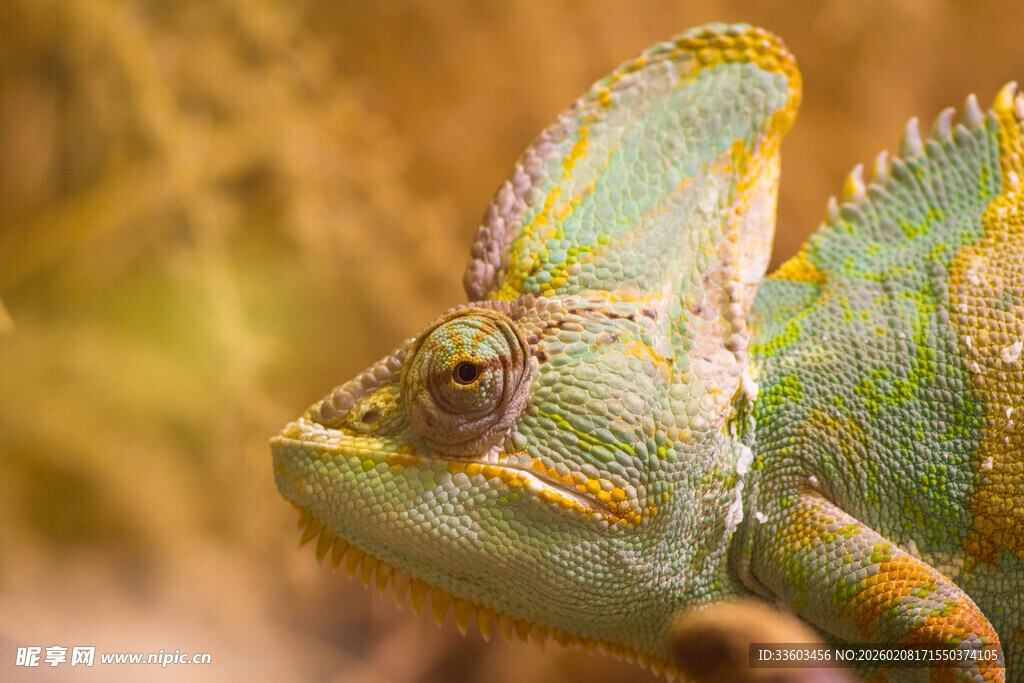 多彩变色龙特写