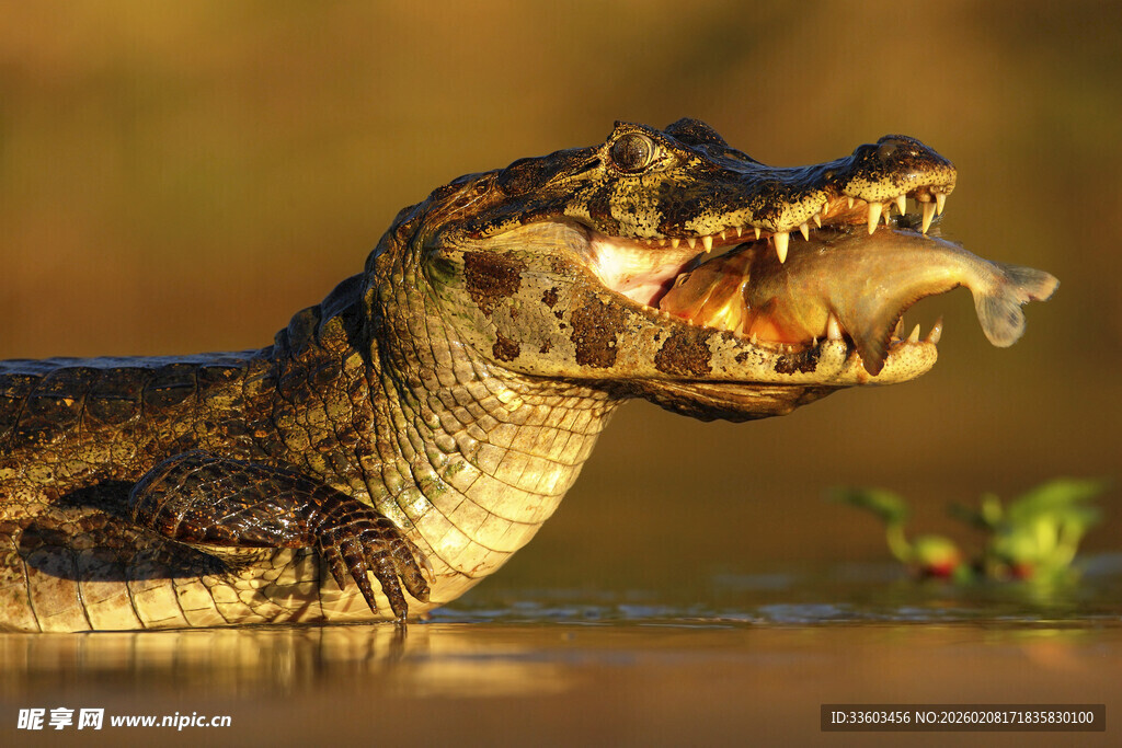 鳄鱼张嘴捕食瞬间
