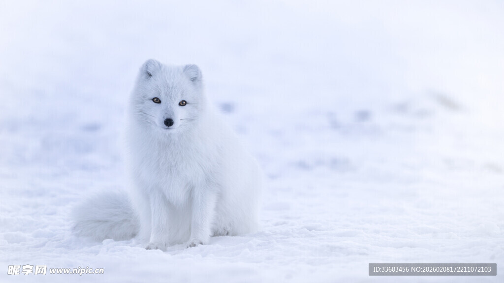 雪地中的白色狐狸