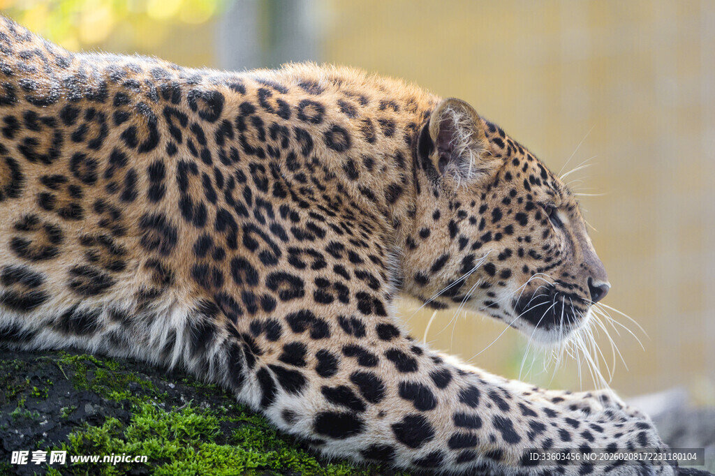 趴在青苔上的花豹