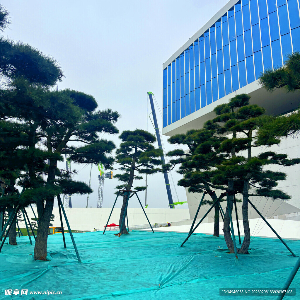 现代建筑旁的造型松树景观