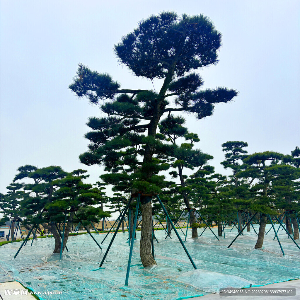 造型独特的景观松树群