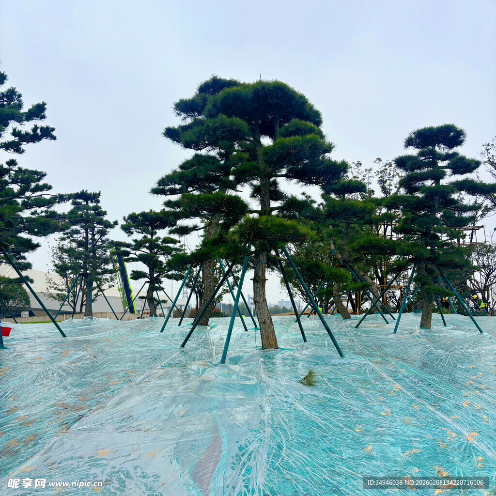 雪地中的造型松树景观