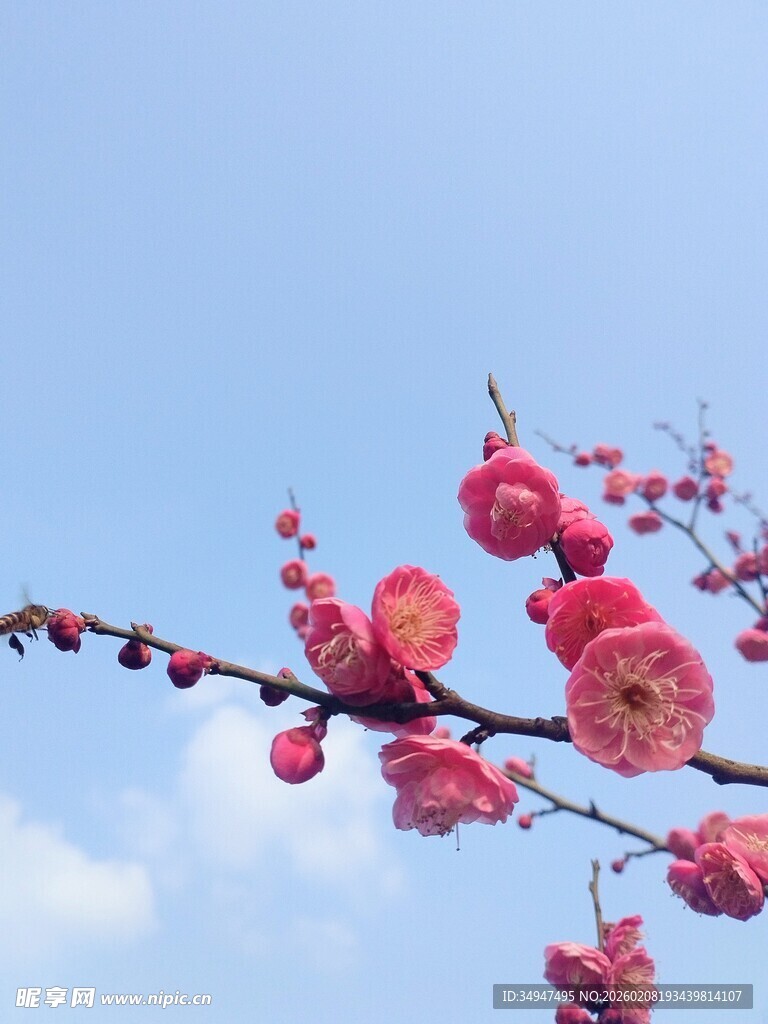 蜜蜂飞上枝头红梅绽