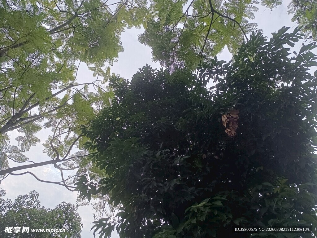 仰视茂密树冠绿意盎然