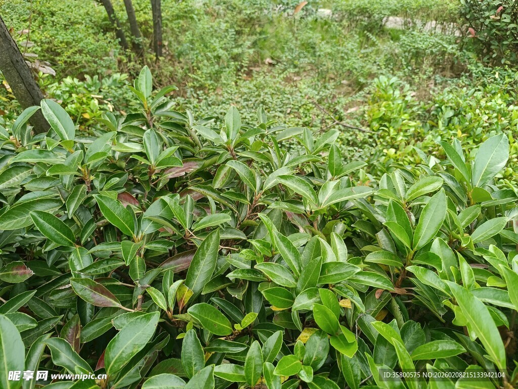 茂密绿植景观