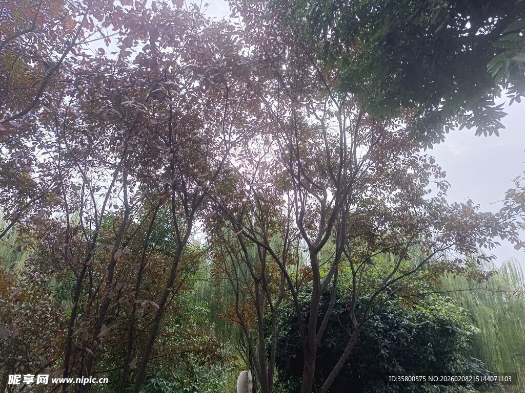 雨中绽放的繁茂花木