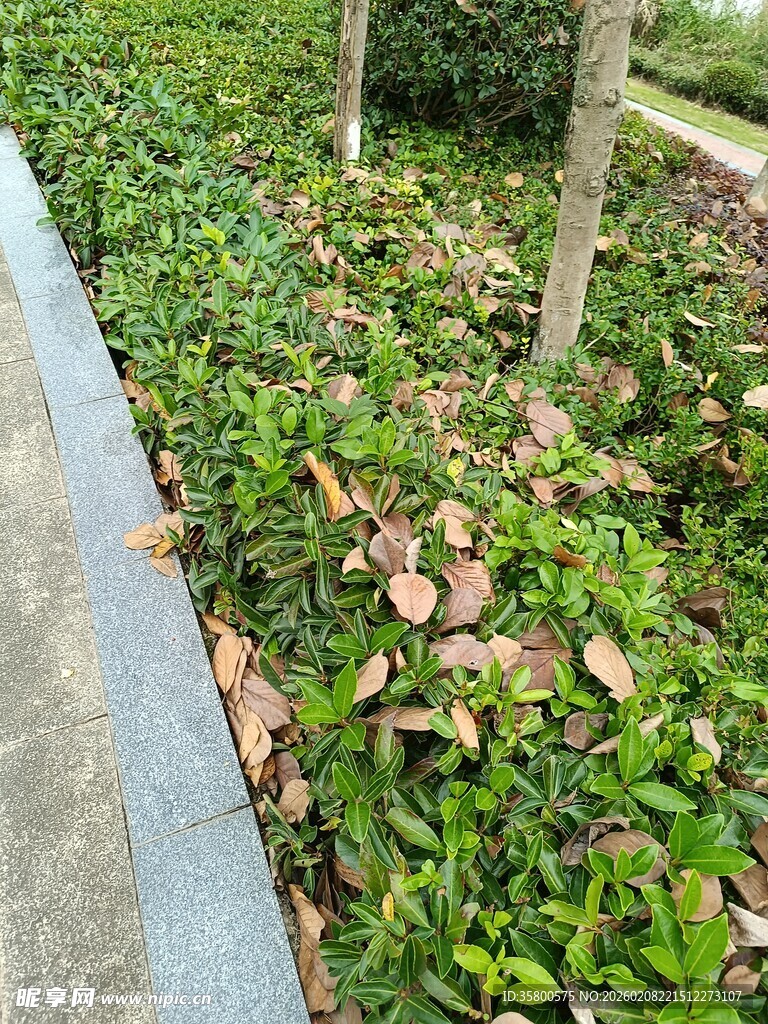 路边绿植与落叶景象