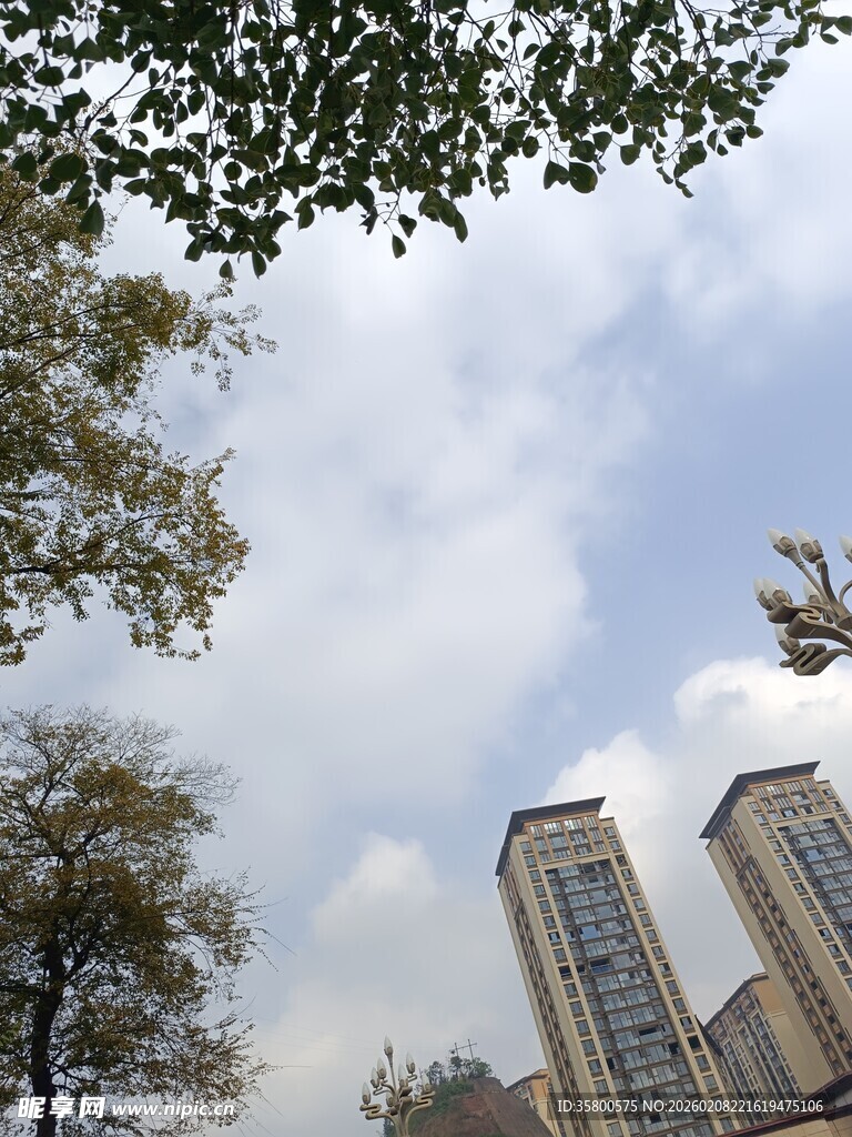 城市高楼与树梢的景致