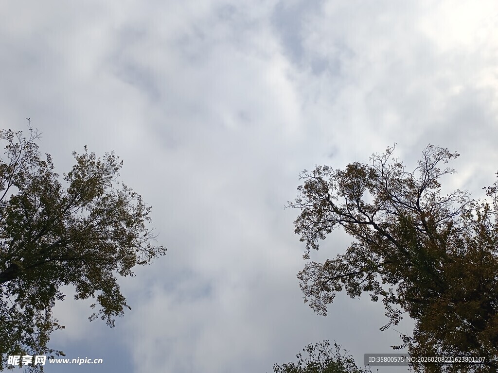 仰望天空中的树木枝叶