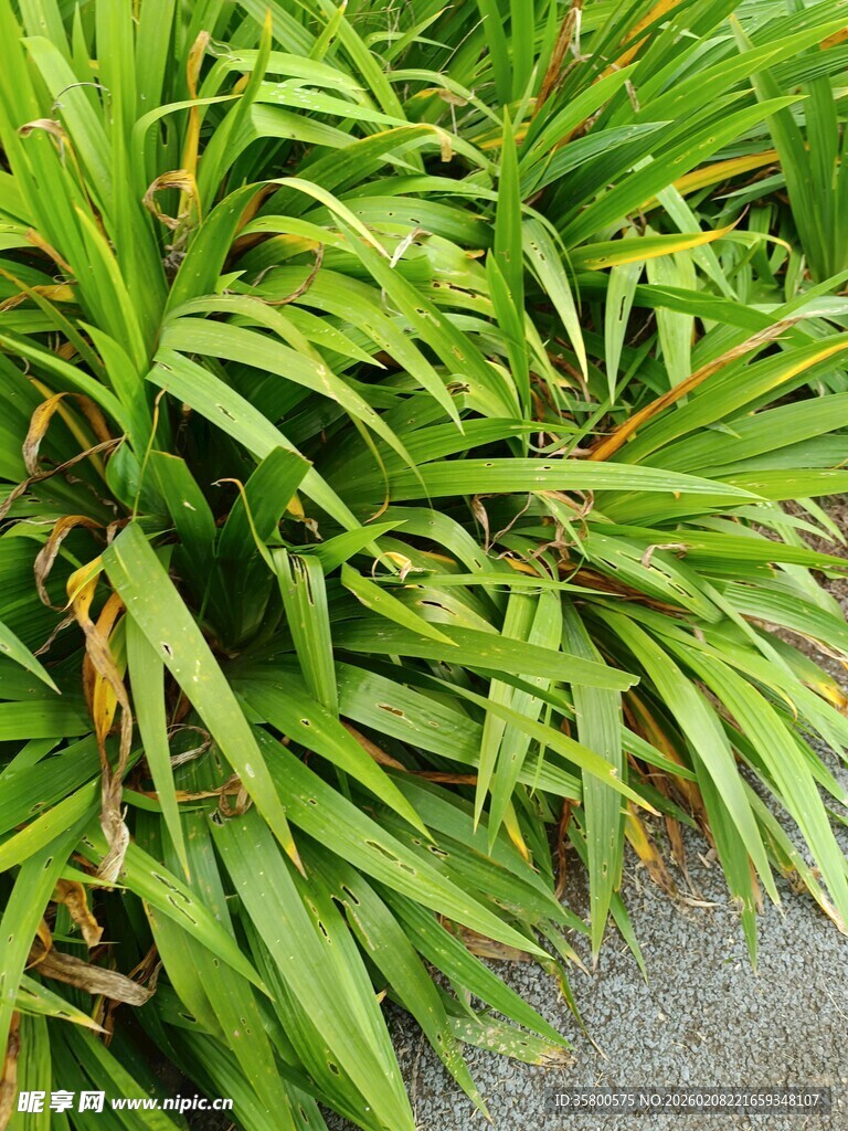 翠绿繁茂的丛生植物