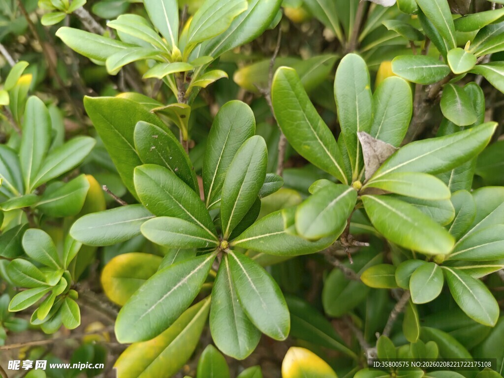 绿叶繁茂的植物景观