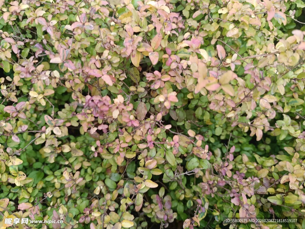 多彩斑斓的植物景观