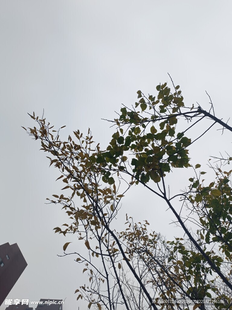 枝头绿叶映灰白天空