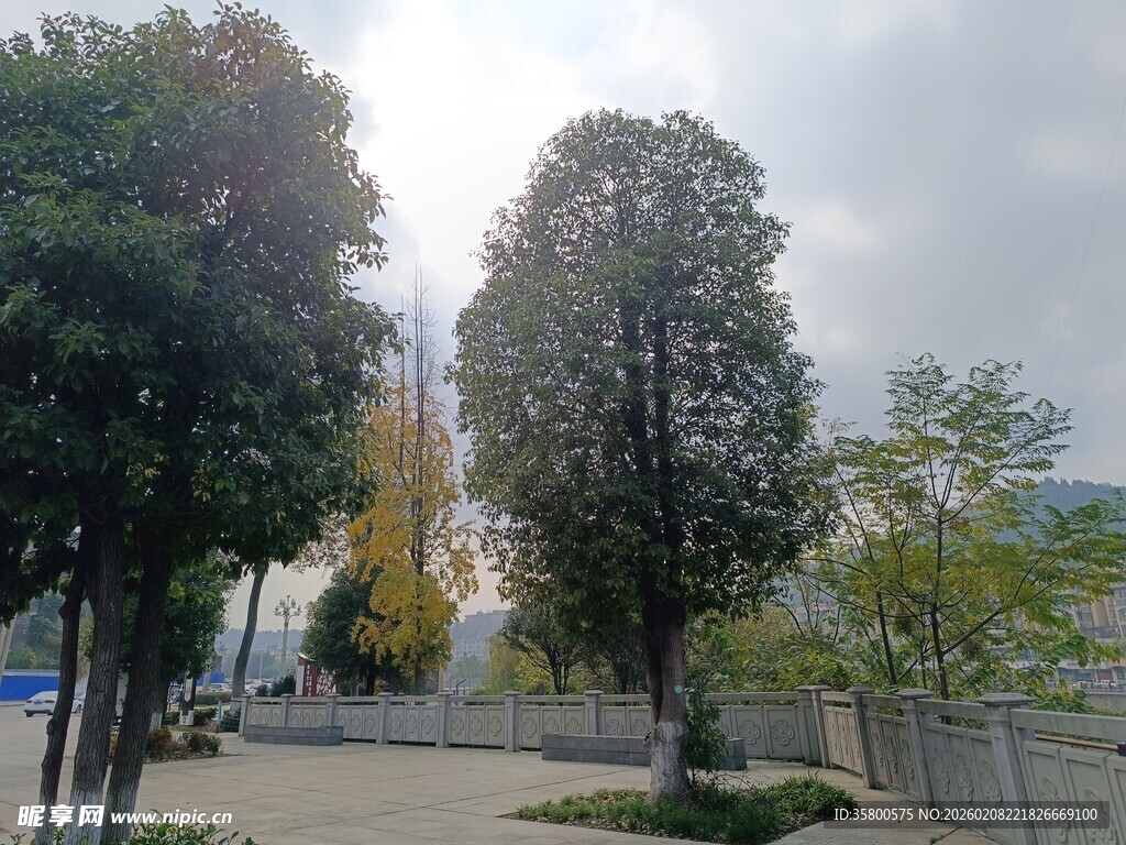 城市中静谧的树木景观