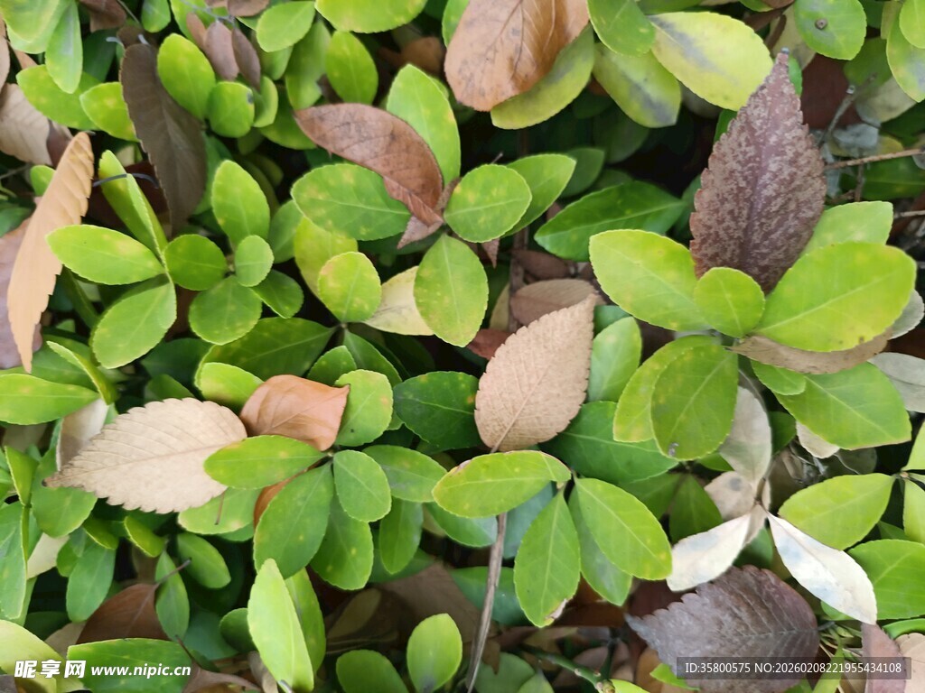 多彩叶片植物特写