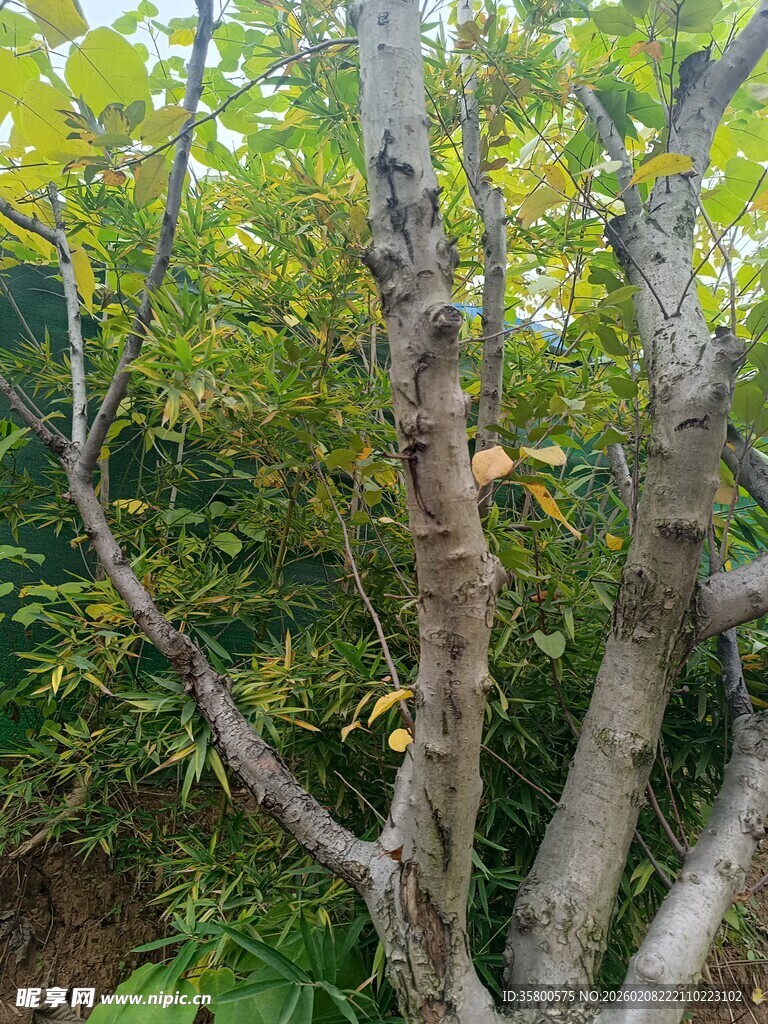 繁茂树木的自然景致