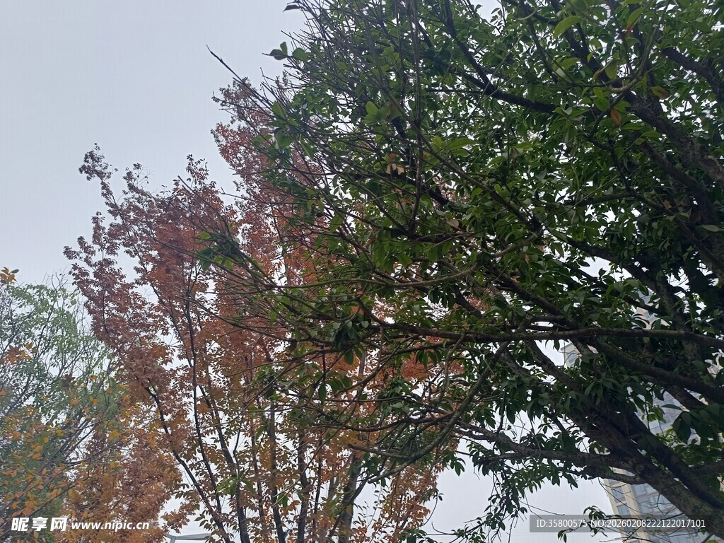 秋日多彩树木景观