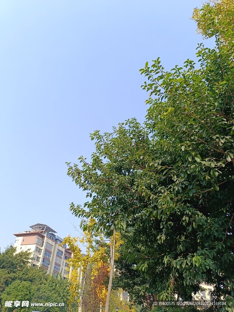 绿树掩映下的建筑景观