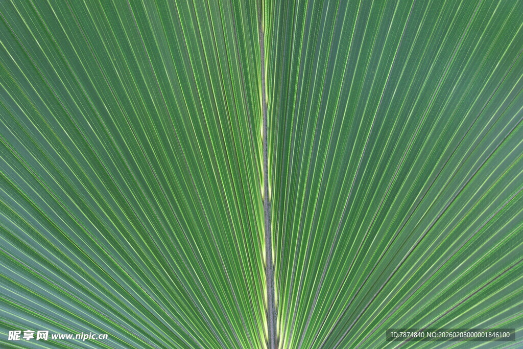 扇形棕榈叶特写