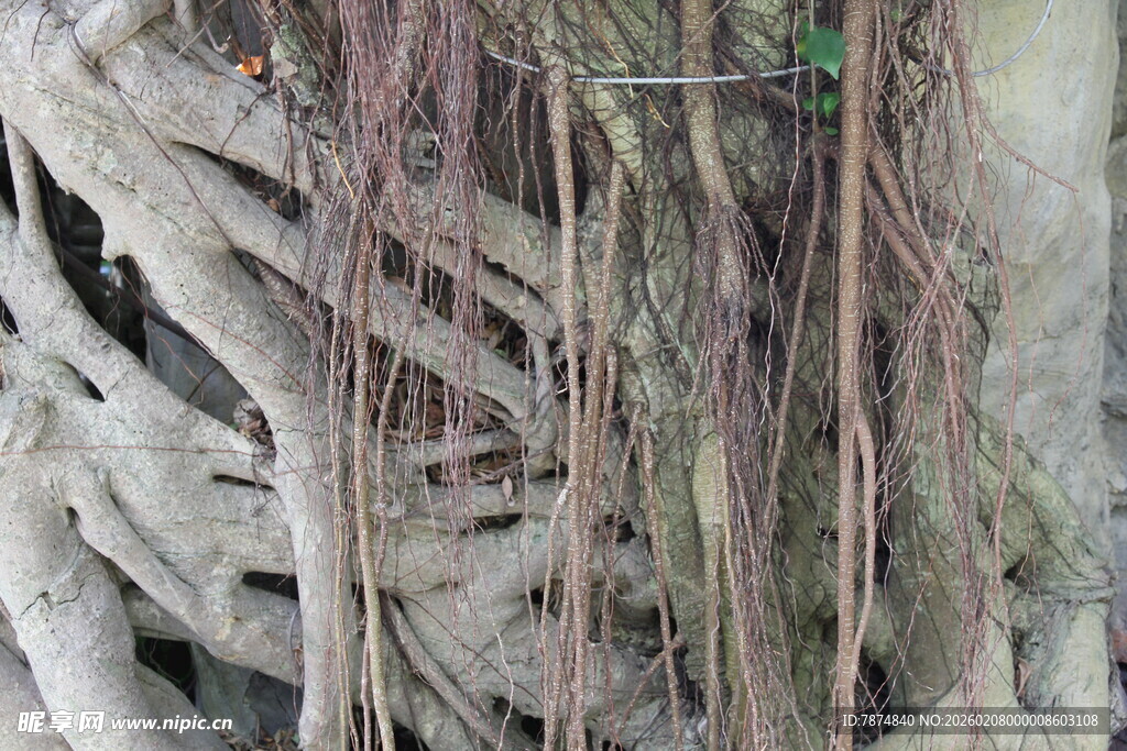 盘根错节的树根奇观