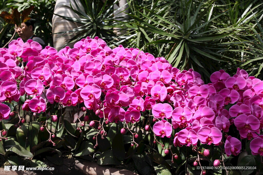 艳丽粉色花卉绽放