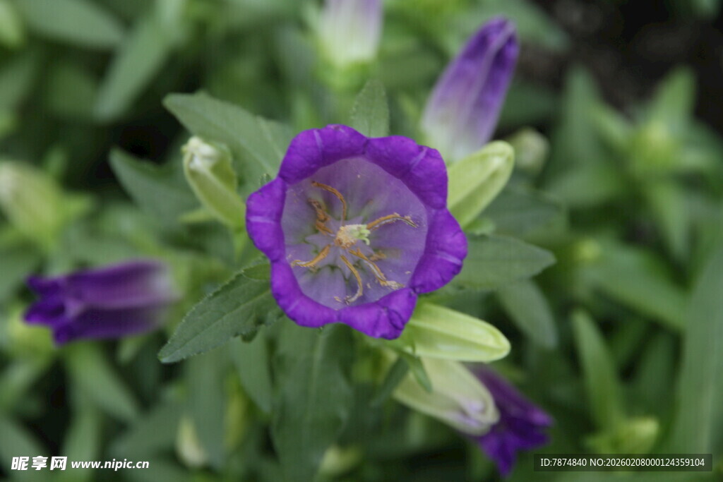 紫色风铃草特写