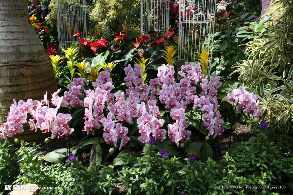 花园中绽放的紫色花卉