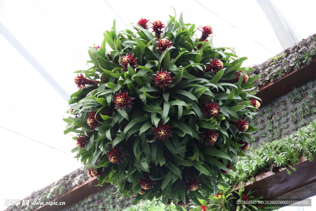 垂挂的红果绿植