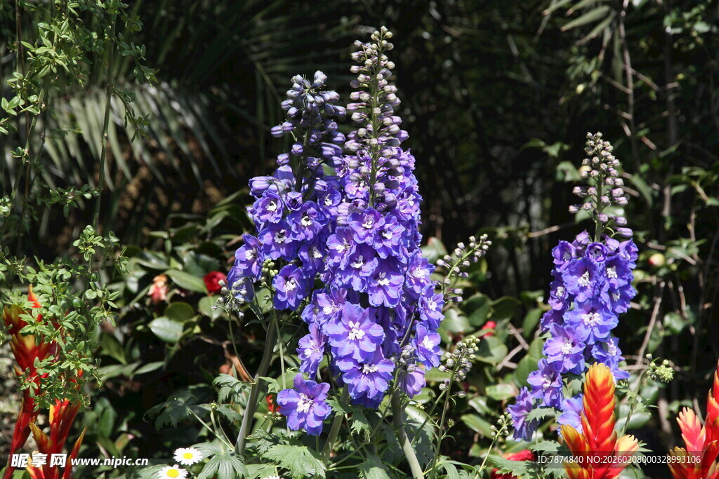 紫色羽扇豆花绽放美景