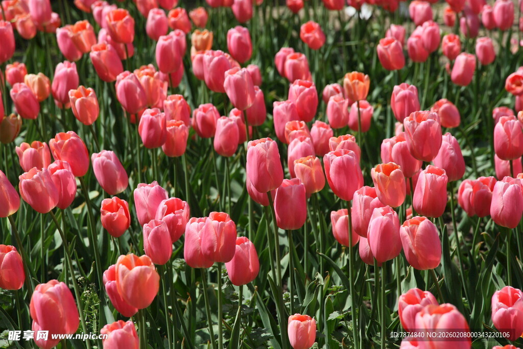 粉色郁金香花海