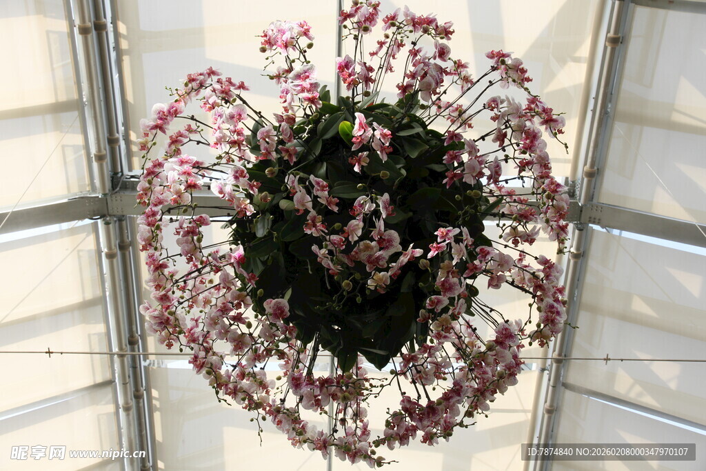 悬挂的粉色花卉盆栽