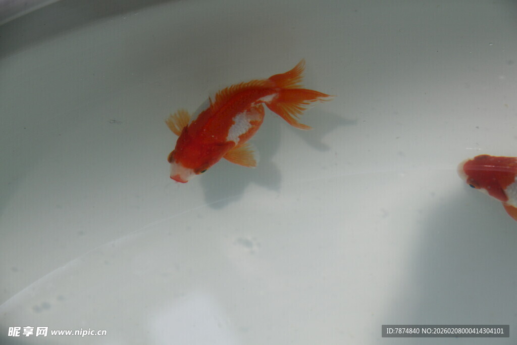 水中游动的艳丽金鱼